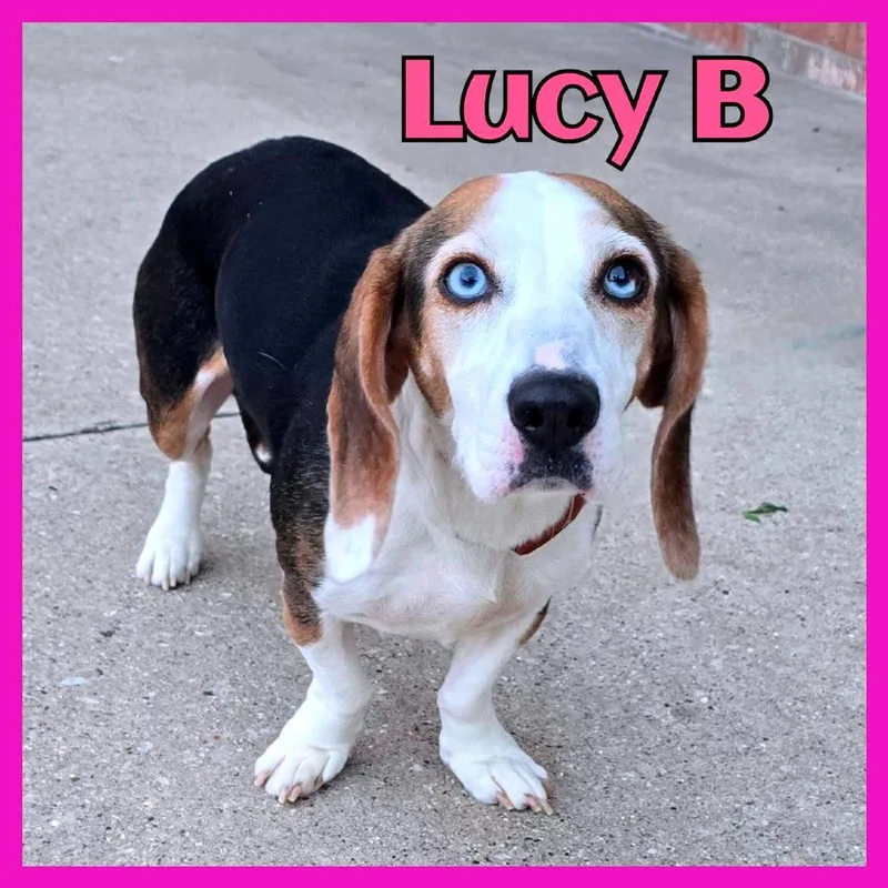 An adult medium-sized female Yellow / Tan / Blond / Fawn Mixed Breed dog named Lucy B for adoption in Joliet, IL