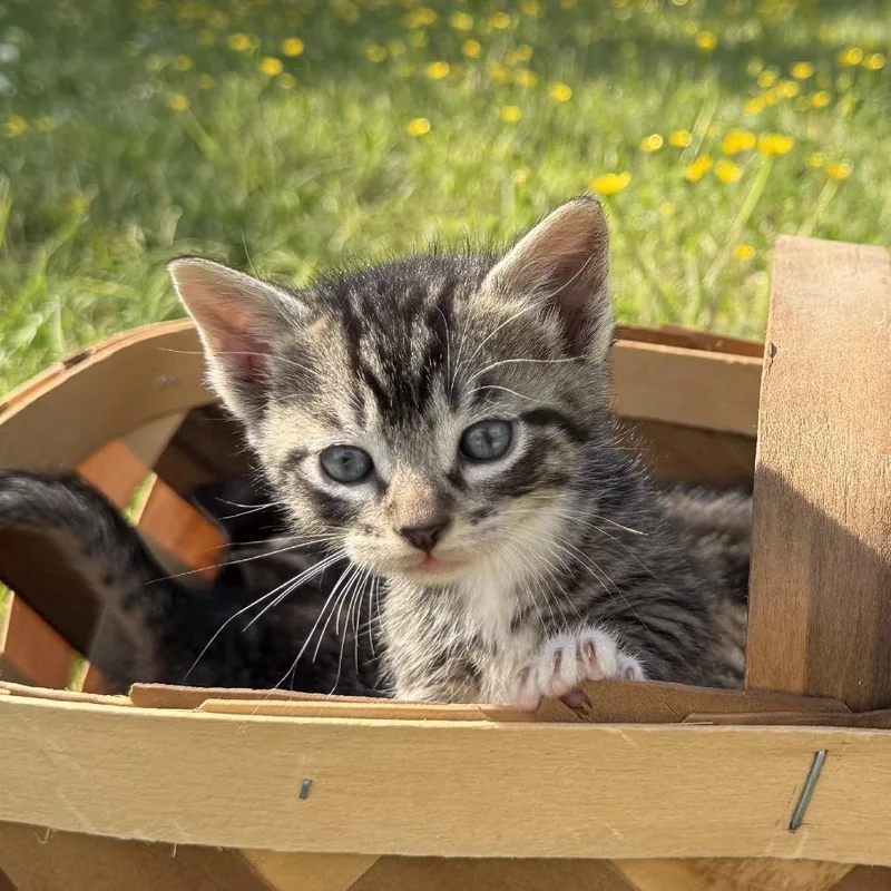 A baby small-sized female Brown / Chocolate Domestic Short Hair cat named Clementine for adoption in Chesapeake, VA