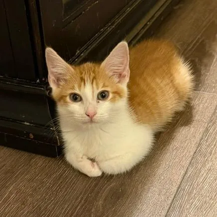 A baby small-sized male Domestic Short Hair cat named Crackerjack for adoption in Woodstock, GA
