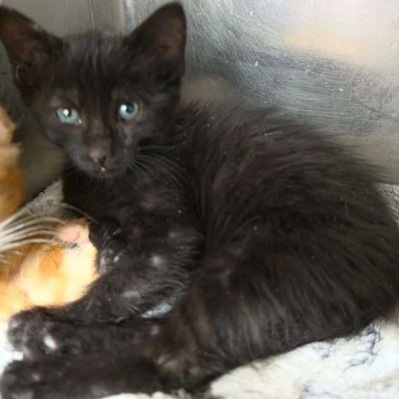A baby small-sized female Black Domestic Short Hair cat named Moon for adoption in Las Vegas, NV