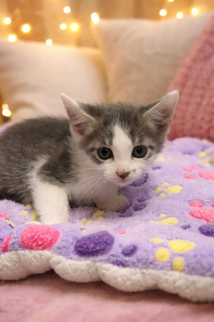 A baby small-sized male Domestic Short Hair cat named Notorious C.a.t. for adoption in East Ridge, TN