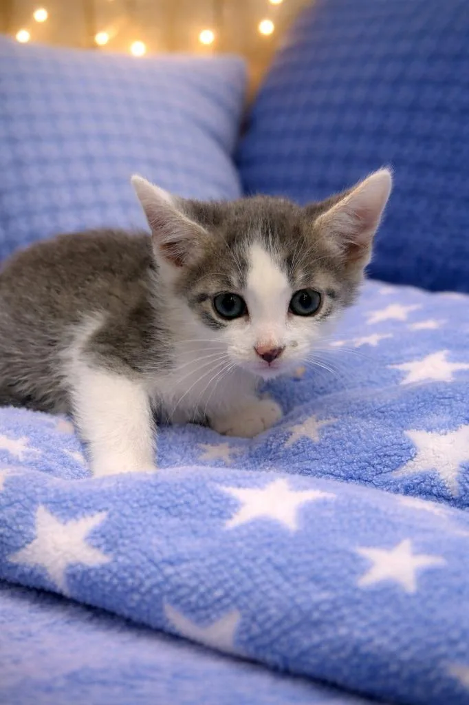 Notorious C.a.t. thumbnail 2