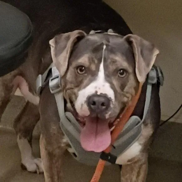 An adult medium-sized female Pit Bull Terrier dog named Gracielynn for adoption in Lynchburg, VA