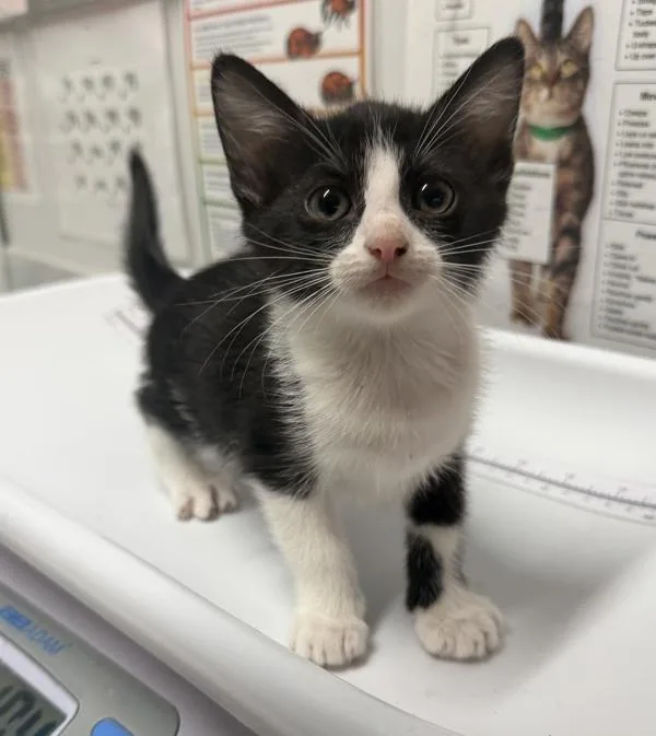 A baby small-sized female Domestic Short Hair cat named Boop for adoption in Escondido, CA