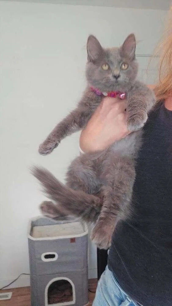 A baby medium-sized male Gray / Blue / Silver Domestic Short Hair cat named Stormi for adoption in Dorr, MI
