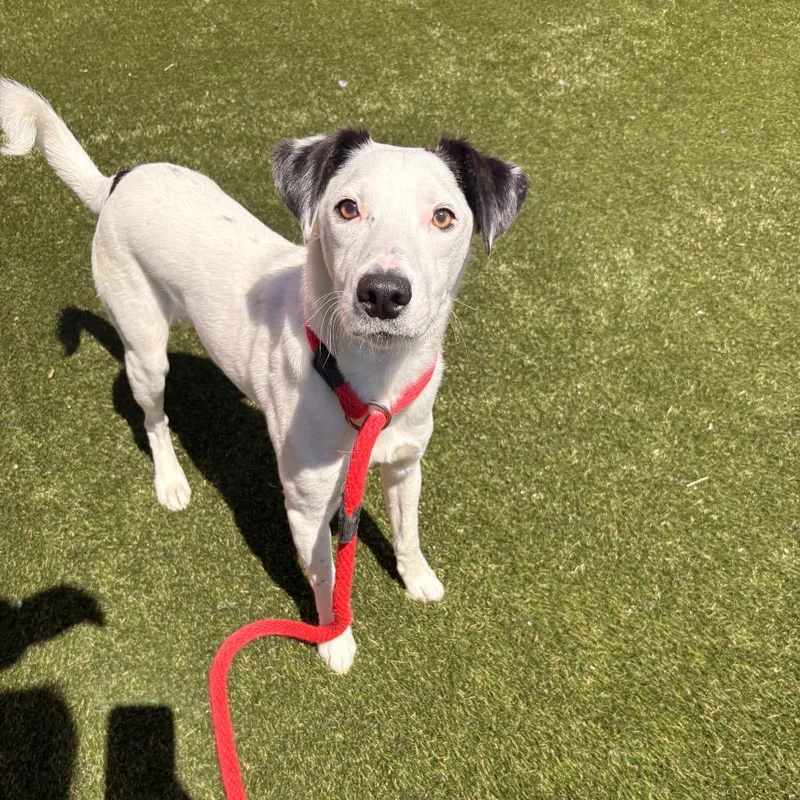 A young medium-sized male White / Cream Mixed Breed dog named Bamma for adoption in Philadelphia, PA