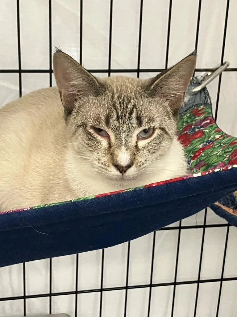 A baby medium-sized male Siamese cat named Bradford for adoption in Lunenburg, MA