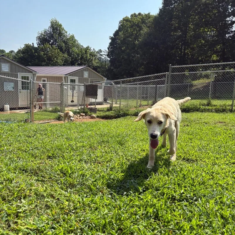 ALPHARETTA Calista