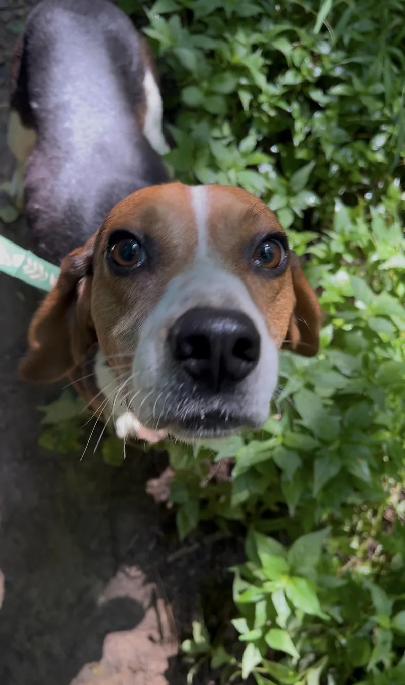 An adult medium-sized male Tricolor (Brown, Black, & White) Beagle dog named Yukon Gold for adoption in Millerstown, PA