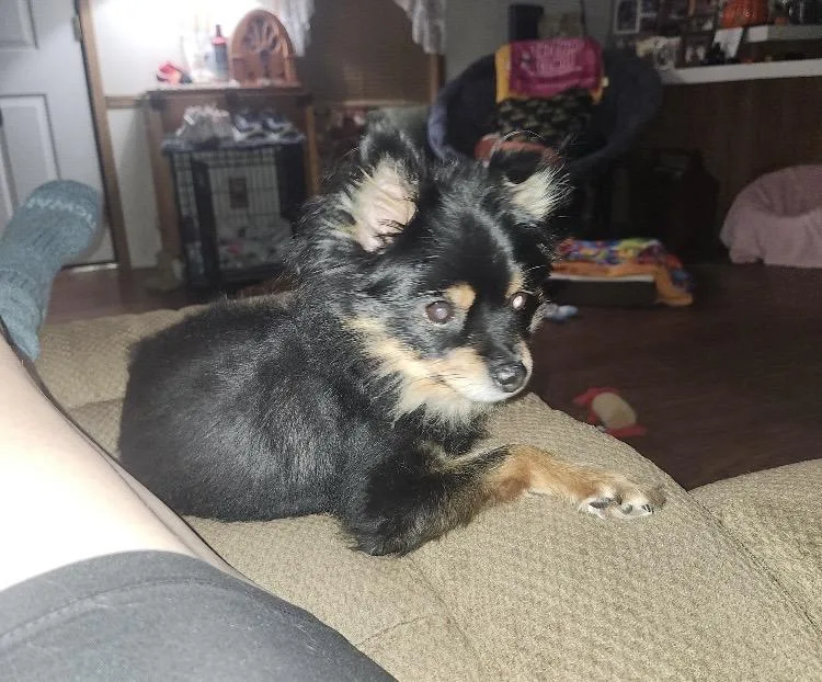 An adult small-sized female Pomeranian dog named Chloe for adoption in Coatesville, PA
