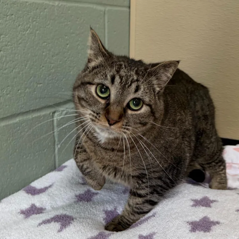 An adult medium-sized male Domestic Short Hair cat named Bernie for adoption in State College, PA