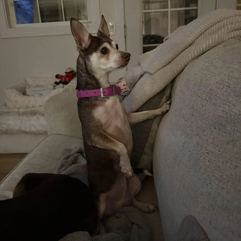 Eleanor Is In Seattle! thumbnail 4