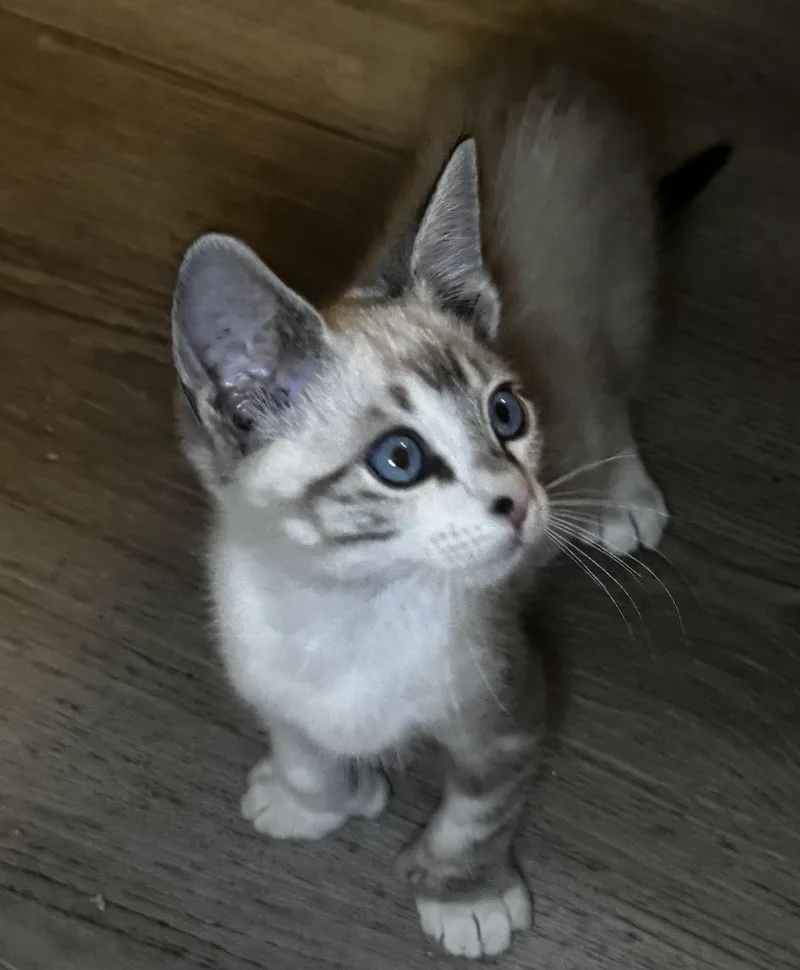 A baby medium-sized male Domestic Short Hair cat named Uhoh for adoption in Seal Beach, CA