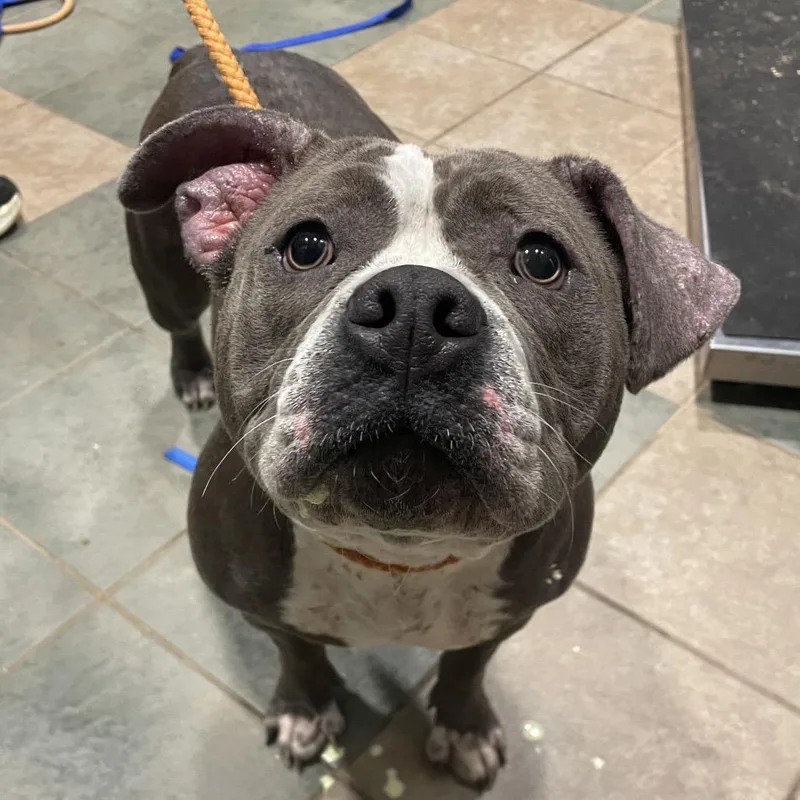 An adult large-sized female Gray / Blue / Silver Mixed Breed dog named Courage for adoption in Chattanooga, TN