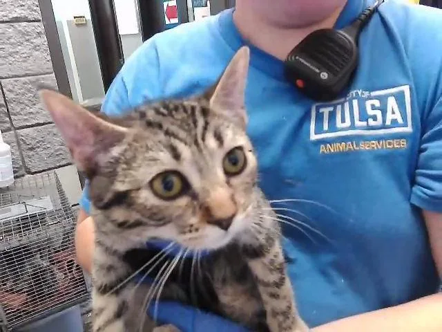 A baby small-sized female Domestic Short Hair cat named Paramor for adoption in Tulsa, OK