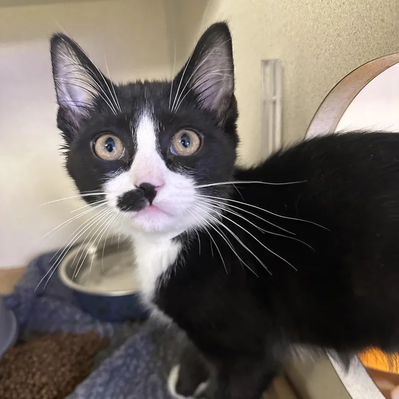 A baby small-sized male Black Domestic Medium Hair cat named Chip Chip for adoption in Wantagh, NY