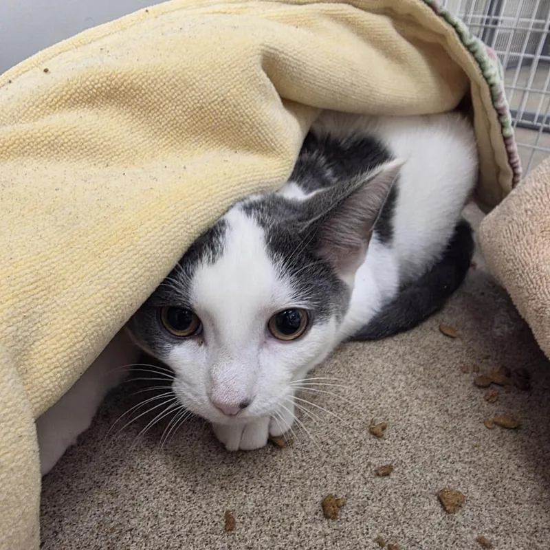 A baby medium-sized male White Domestic Short Hair cat named Heimdall for adoption in Oshkosh, WI