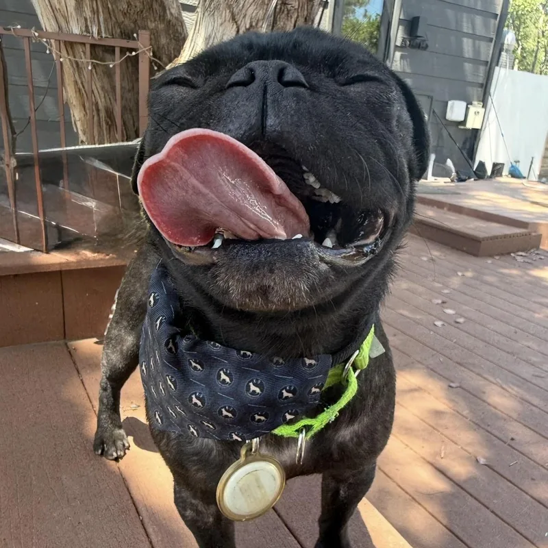A young small-sized male Black Pug dog named Cosmo for adoption in Santa Monica, CA