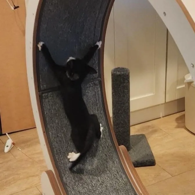 A baby small-sized female Black & White / Tuxedo Domestic Short Hair cat named Pepper for adoption in Orange, CA