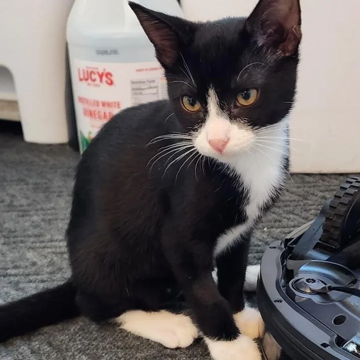 Pepper thumbnail 2