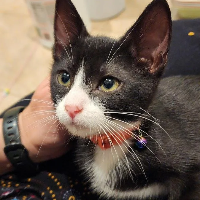 Pepper thumbnail 3