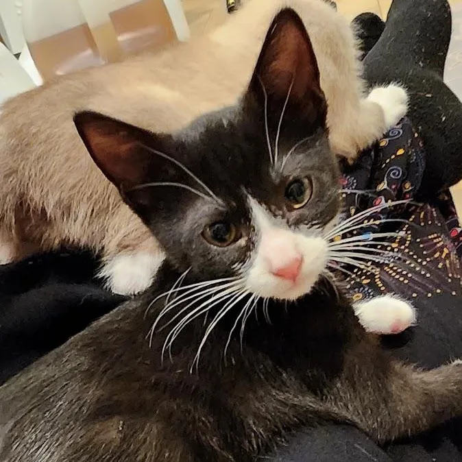 Pepper thumbnail 4