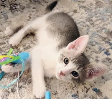 A baby medium-sized male Gray & White Domestic Short Hair cat named Iceberg for adoption in North Highlands, CA