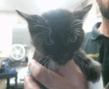 A baby small-sized male Domestic Short Hair cat named Black.white for adoption in Sacramento, CA