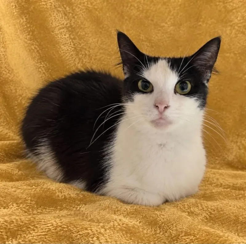 Kasha