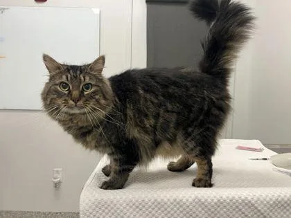 An adult large-sized male Brown / Chocolate Domestic Long Hair cat named Bear In The Big for adoption in Kansas City, MO