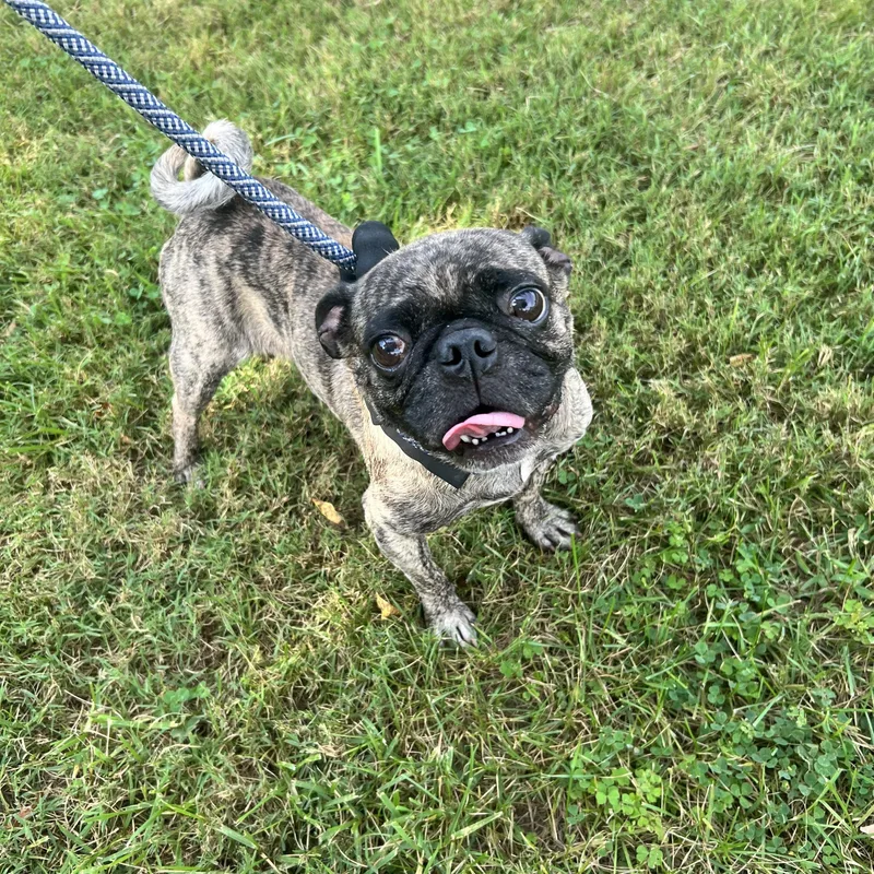 An adult small-sized male Pug dog named Moe for adoption in Hughesville, MD