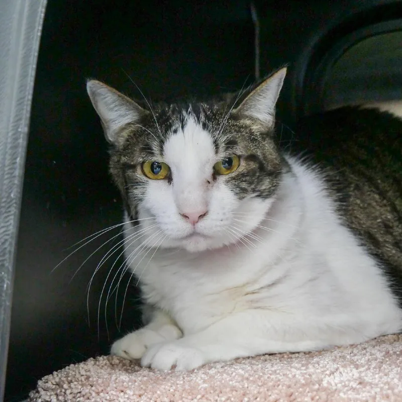 An adult large-sized female Brown / Chocolate Domestic Short Hair cat named Stone for adoption in Albuquerque, NM