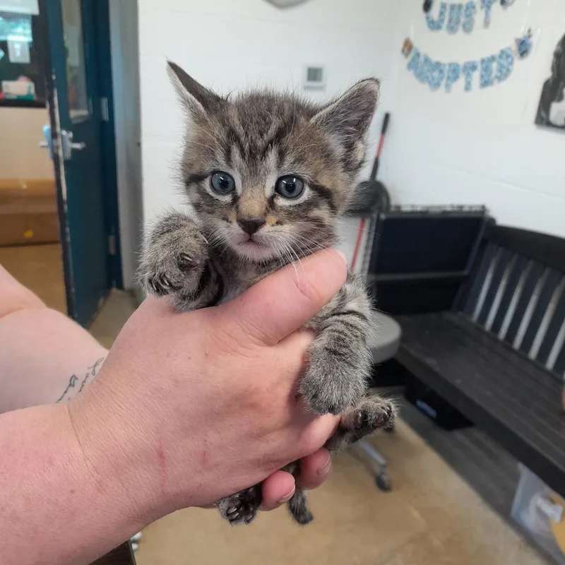 A baby small-sized male Black Domestic Short Hair cat named Baljeet for adoption in Jasper, IN