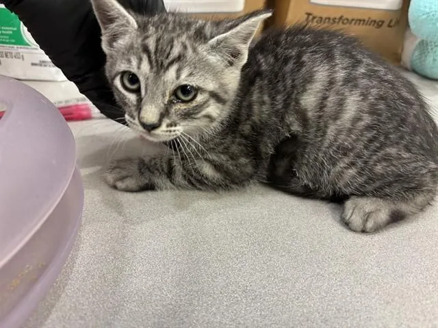 A baby small-sized male Domestic Short Hair cat named Silverpine for adoption in Antioch, CA