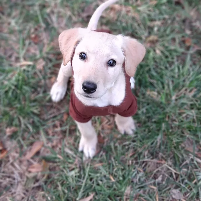 A baby medium-sized male Apricot / Beige Mixed Breed dog named Giddy for adoption in Woolwich, ME