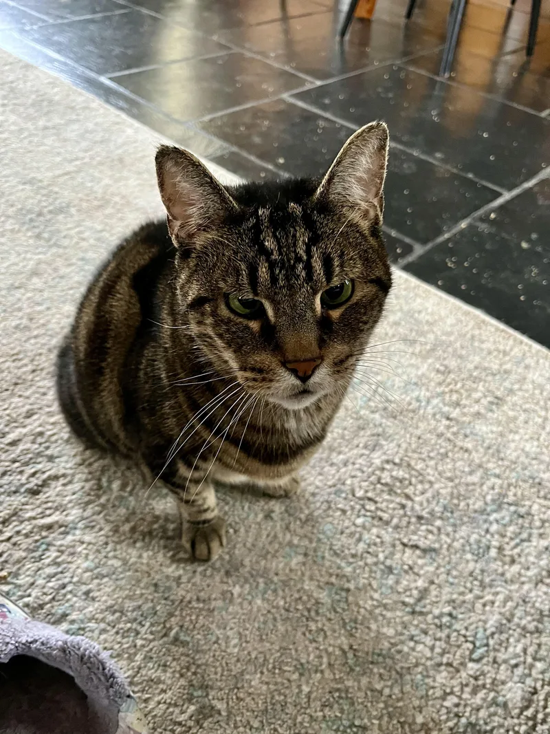 An adult medium-sized male Tabby (Buff / Tan / Fawn) Domestic Short Hair cat named Paolo Legged Superstar for adoption in New York, NY