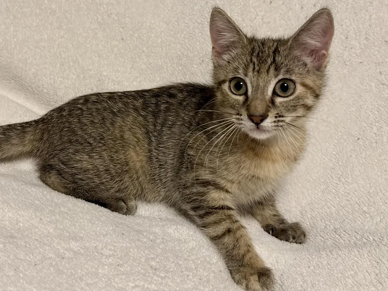 A baby small-sized female Tabby (Gray / Blue / Silver) Tabby cat named Lucky for adoption in Blaine, MN