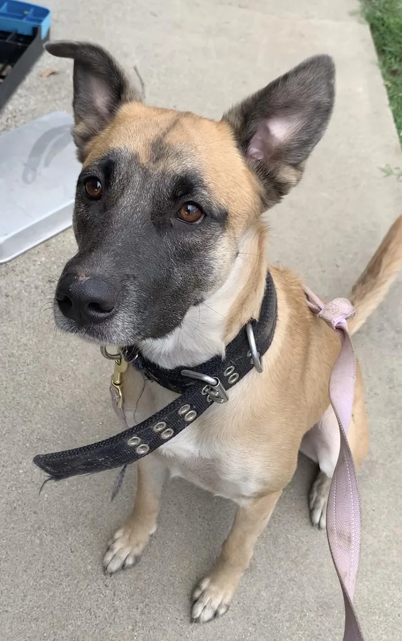 A young large-sized male German Shepherd Dog dog named Diesel for adoption in Amherst, MA