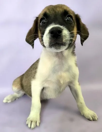 A baby medium-sized male Australian Shepherd dog named Biscuit for adoption in Morton Grove, IL