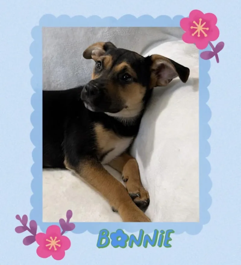 Bonnie thumbnail 3