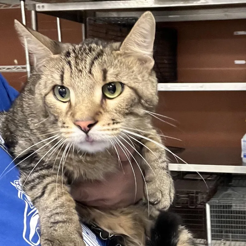 An adult small-sized male Gray / Blue / Silver Domestic Short Hair cat named GrappleC for adoption in East Saint Louis, IL