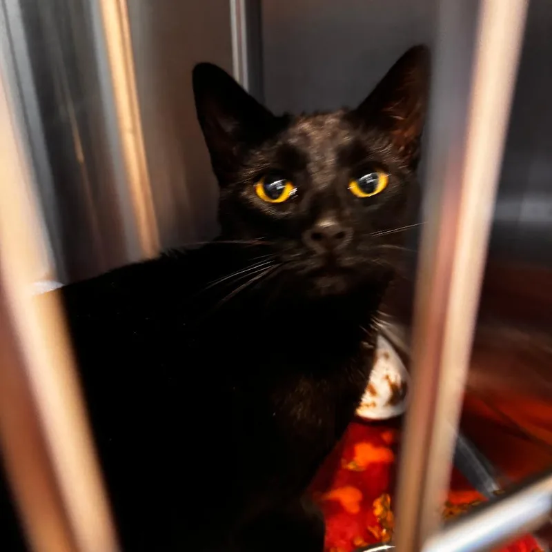 An adult medium-sized male Black Domestic Short Hair cat named Umbreon for adoption in Matteson, IL