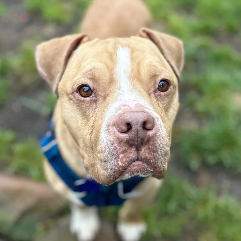 An adult large-sized male Yellow / Tan / Blond / Fawn Mixed Breed dog named Saucy for adoption in San Francisco, CA