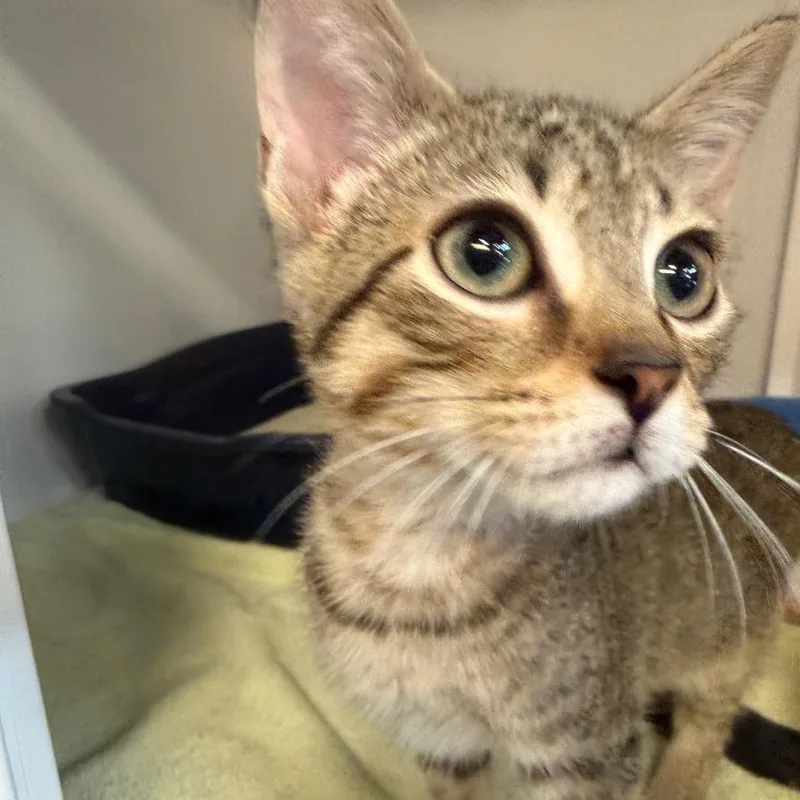 A baby small-sized male Domestic Short Hair cat named Opie for adoption in Sarasota, FL