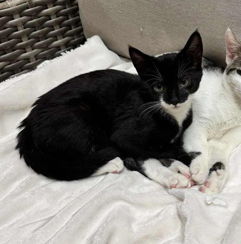 A baby small-sized female Black & White / Tuxedo Domestic Short Hair cat named Jetty for adoption in Taylor, PA