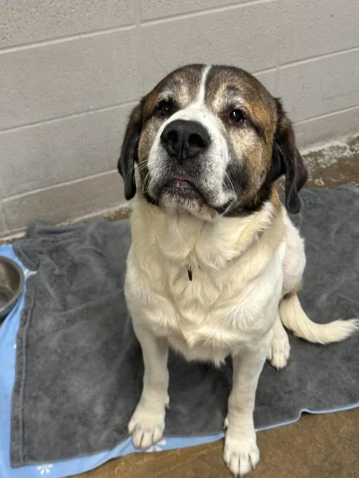 An adult large-sized male Great Pyrenees dog named Oden for adoption in Morocco, IN