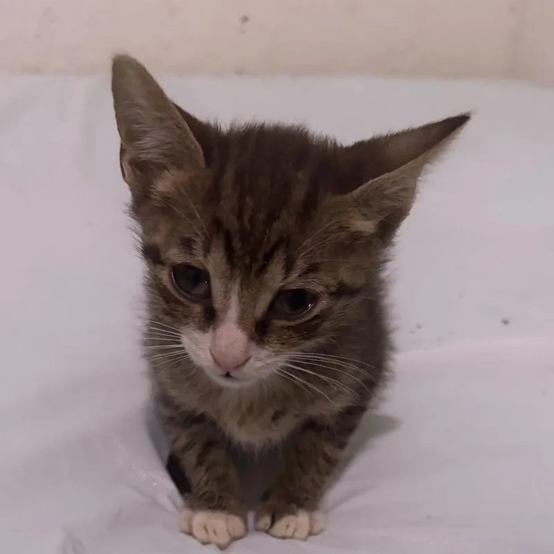 A baby small-sized female Brown / Chocolate Domestic Short Hair cat named Lylla for adoption in Naples, FL