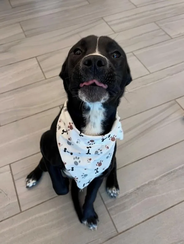 A young medium-sized female Labrador Retriever dog named Tammy for adoption in Lafayette, LA