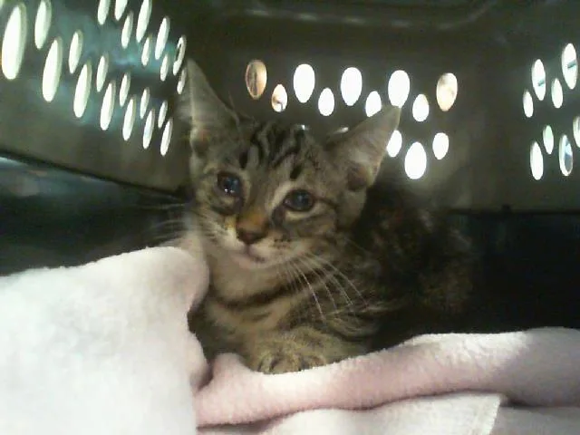 A baby small-sized male Domestic Short Hair cat named Archie for adoption in Charlotte, NC