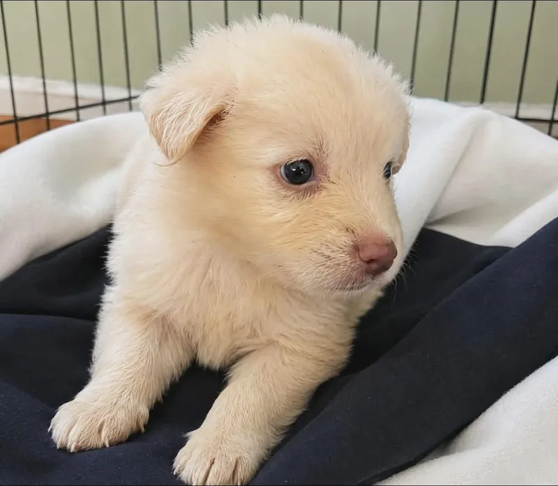 A baby medium-sized male White / Cream Shepherd dog named Alaska for adoption in Thornton, CO